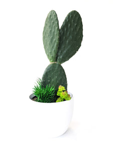 Cactus Everdeen